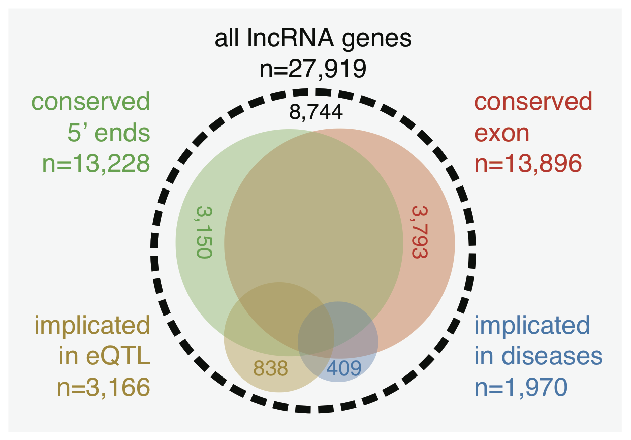 An atlas of human long non-coding RNAs with accurate 5" ends